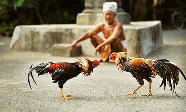 Bạn đã nắm vững hết các luật chơi đá gà hay chưa?