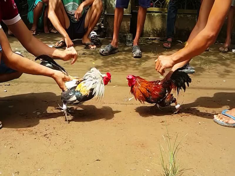 Luật chơi đá gà tại miền Nam dễ hiểu nhất